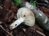 Russula pectinatoides image