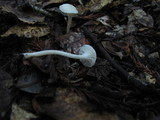 Hygrocybe russocoriacea image