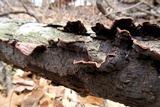 Punctularia strigosozonata image