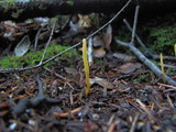 Clavulinopsis laeticolor image