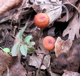 Rhizomarasmius pyrrhocephalus image