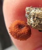 Rhizomarasmius pyrrhocephalus image