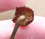 Rhizomarasmius pyrrhocephalus image