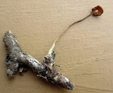 Rhizomarasmius pyrrhocephalus image