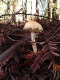 Lepiota magnispora image