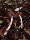 Cortinarius salor image