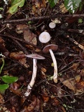 Cortinarius salor image