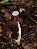 Cortinarius salor image