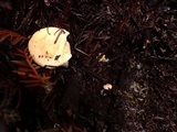 Hydnum oregonense image