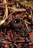 Pseudoplectania nigrella image