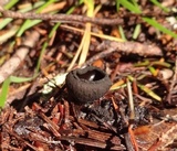 Pseudoplectania nigrella image