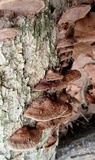 Phellinus gilvus image