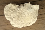 Daedaleopsis confragosa image