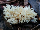 Clavulina coralloides image