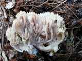 Clavulina coralloides image