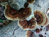 Daedaleopsis confragosa image