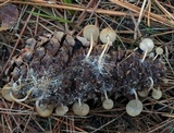 Baeospora myosura image