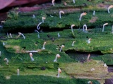 Multiclavula mucida image