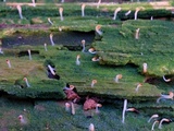 Multiclavula mucida image