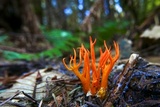 Calocera viscosa image