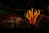 Calocera viscosa image