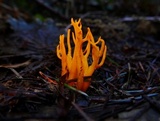 Calocera viscosa image