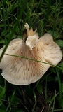 Clitocybe brunneocephala image