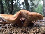 Polyporus tuberaster image