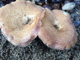 Polyporus tuberaster image