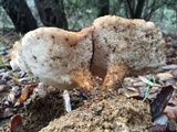Polyporus tuberaster image