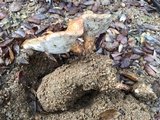 Polyporus tuberaster image