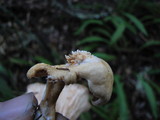 Hydnum oregonense image