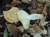 Russula pectinatoides image