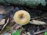 Russula pectinatoides image