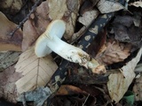 Russula pectinatoides image