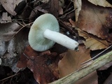 Russula pectinatoides image