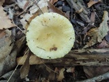 Russula pulverulenta image