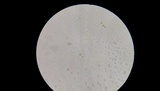 Phellinus robiniae image