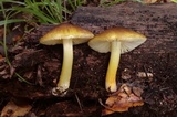 Pluteus romellii image