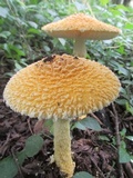 Amanita aureofloccosa image