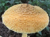 Amanita aureofloccosa image