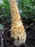 Amanita aureofloccosa image
