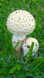 Amanita foetidissima image