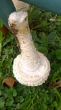 Amanita foetidissima image