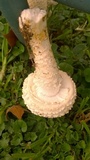 Amanita foetidissima image