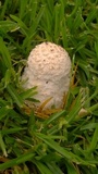 Amanita foetidissima image