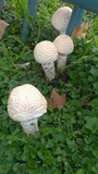 Amanita foetidissima image