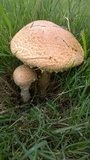 Amanita foetidissima image