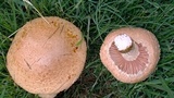 Amanita foetidissima image