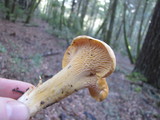 Cantharellus formosus image